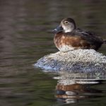 探索SBObet:在线博彩平台的优势与特色 9f8sle8z7