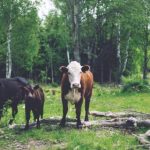 探索ag真人游戏平台的魅力与乐趣,尽享游戏新体验 a3vwb60ytv