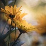 探索im体育官网:全面了解在线体育博彩的魅力与优势 ln5i2i